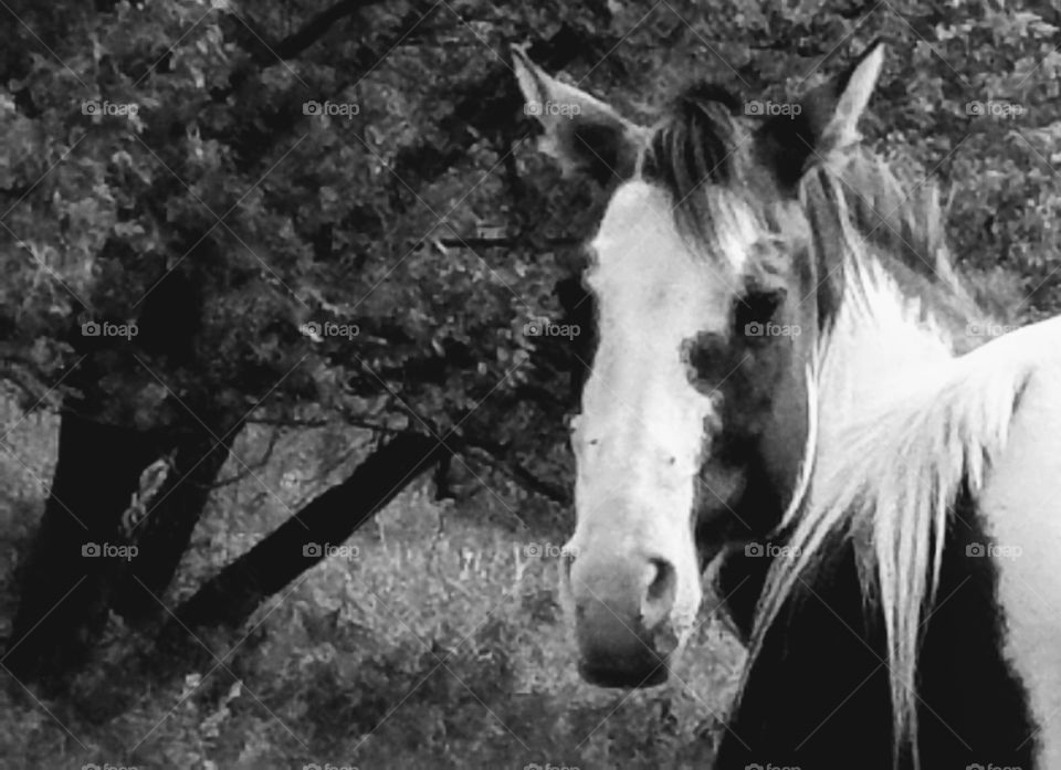 While driving the back roads we love seeing the small farms with the old buildings and the livestock. It reminds me when I was young.