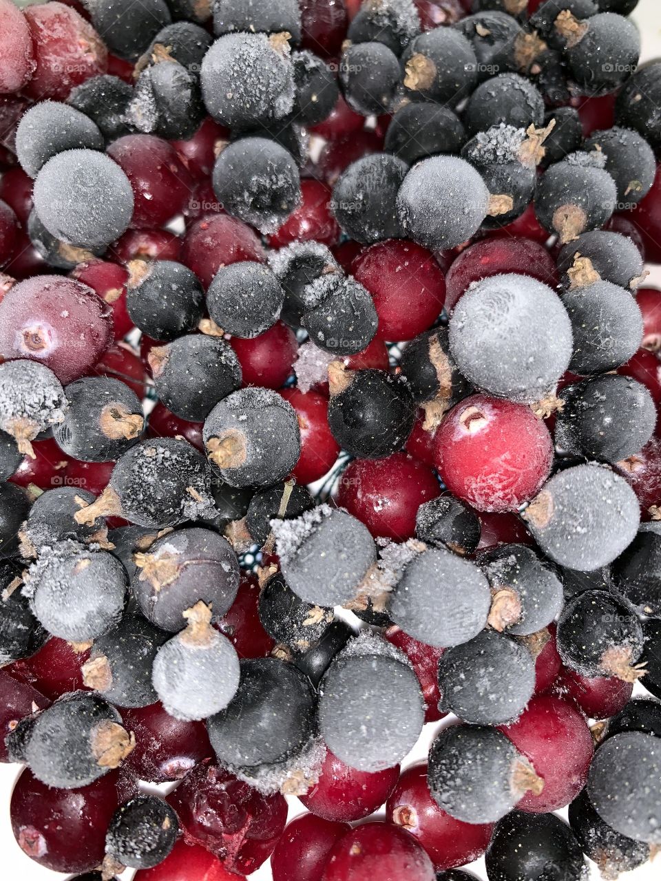 frozen berries: black currant and cranberry, covered with hoarfrost