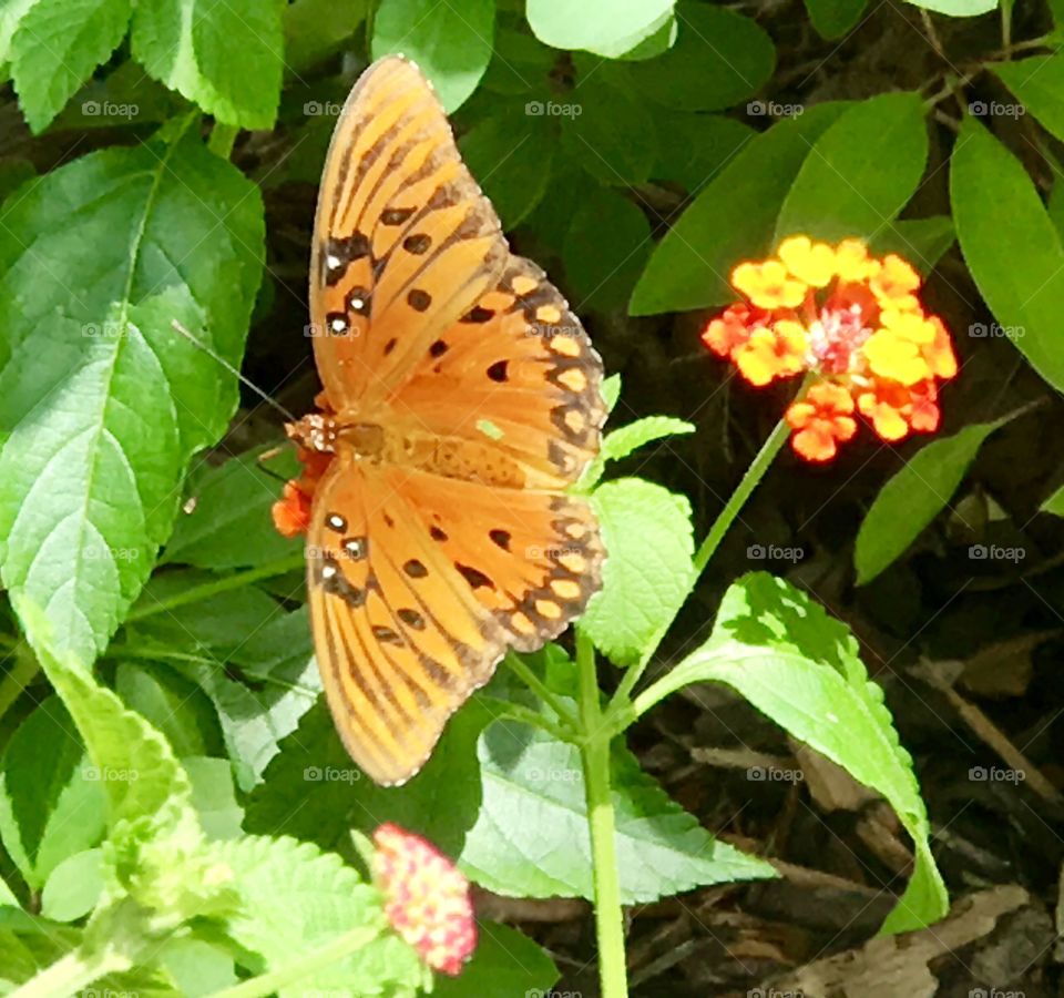 Beautiful butterfly