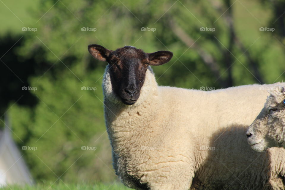 Close-up of a sheep