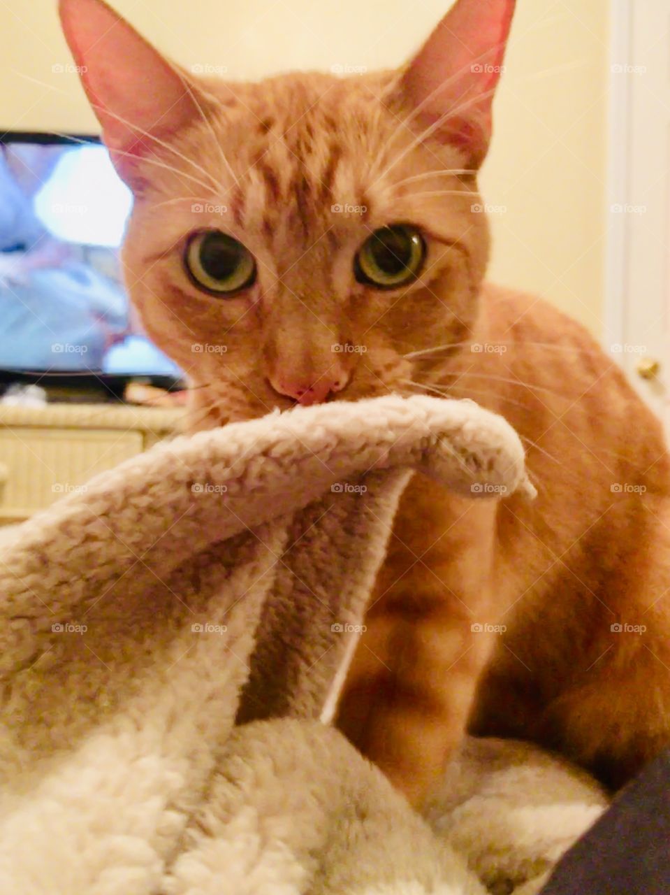 Ginger kitty biting on a soft blanket 