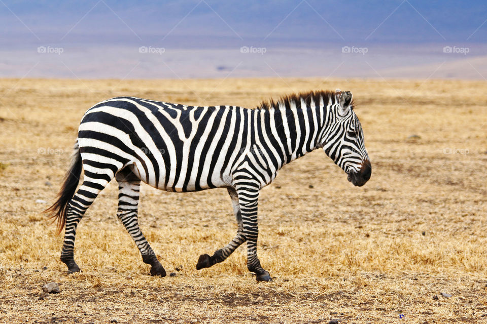 Side view of zebra