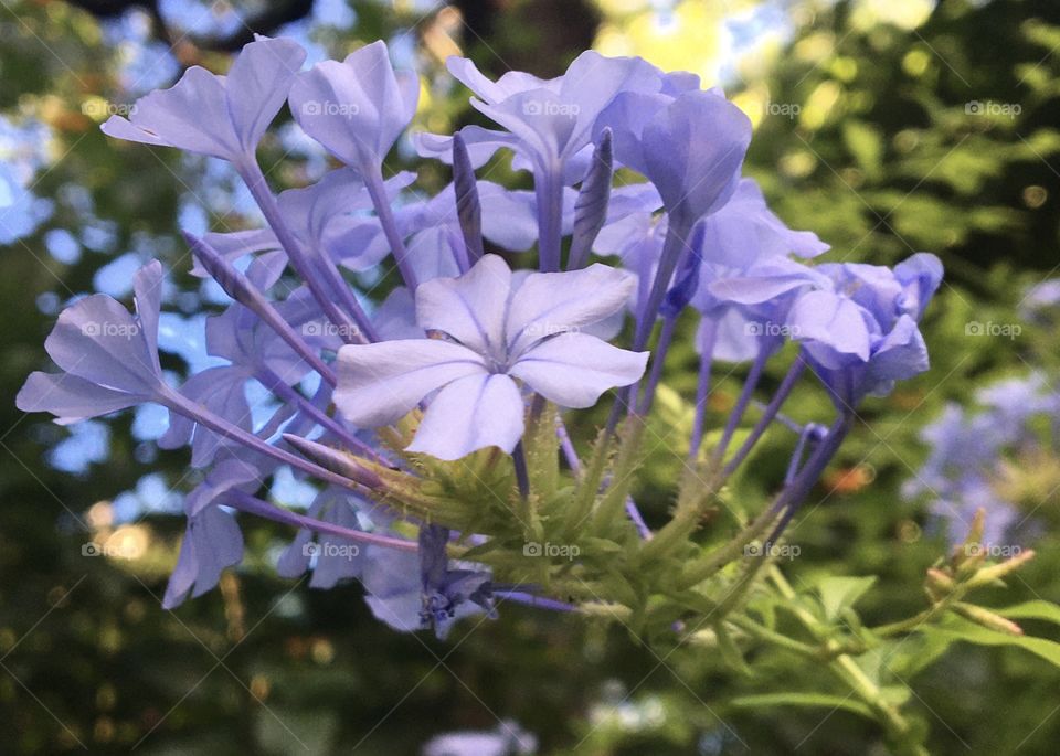 Sweet morning light on plumbago flowers