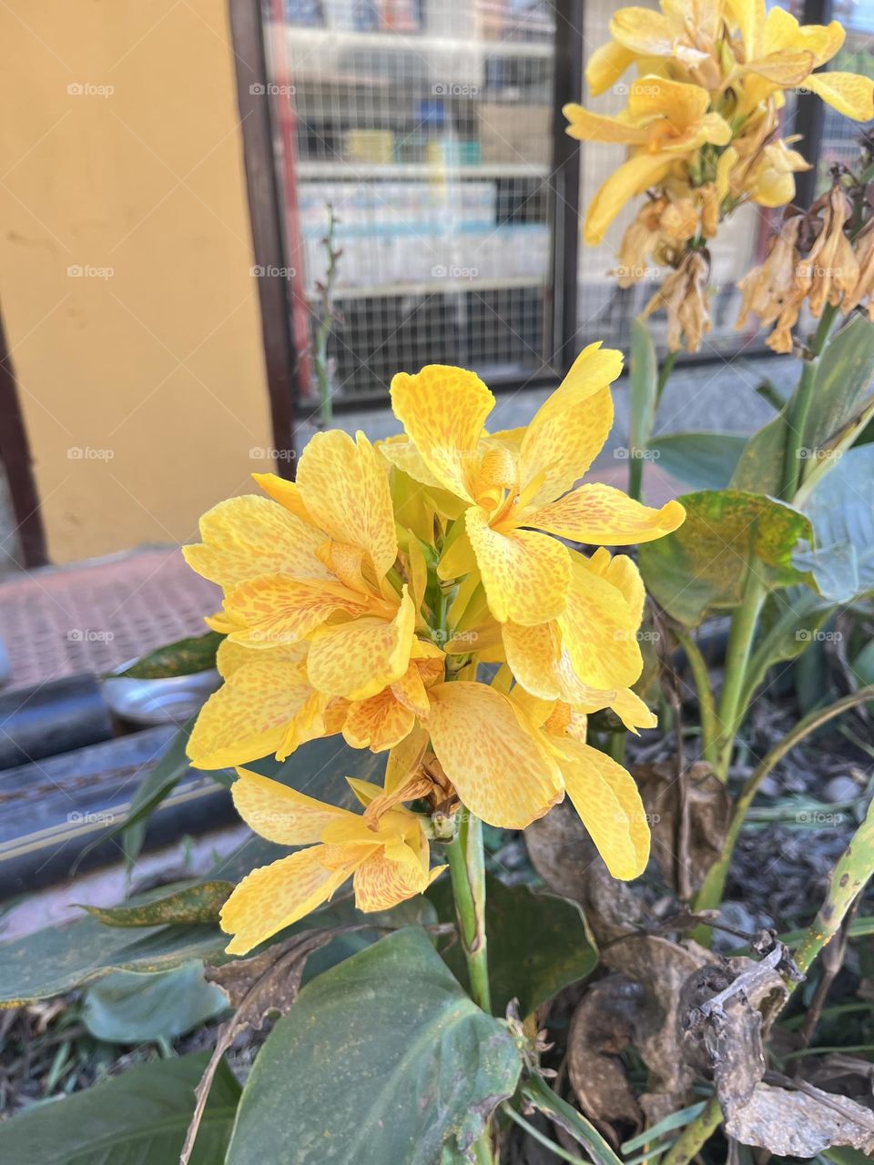 Beautiful yellow flower, found on the streets of Kathmandu Nepal.