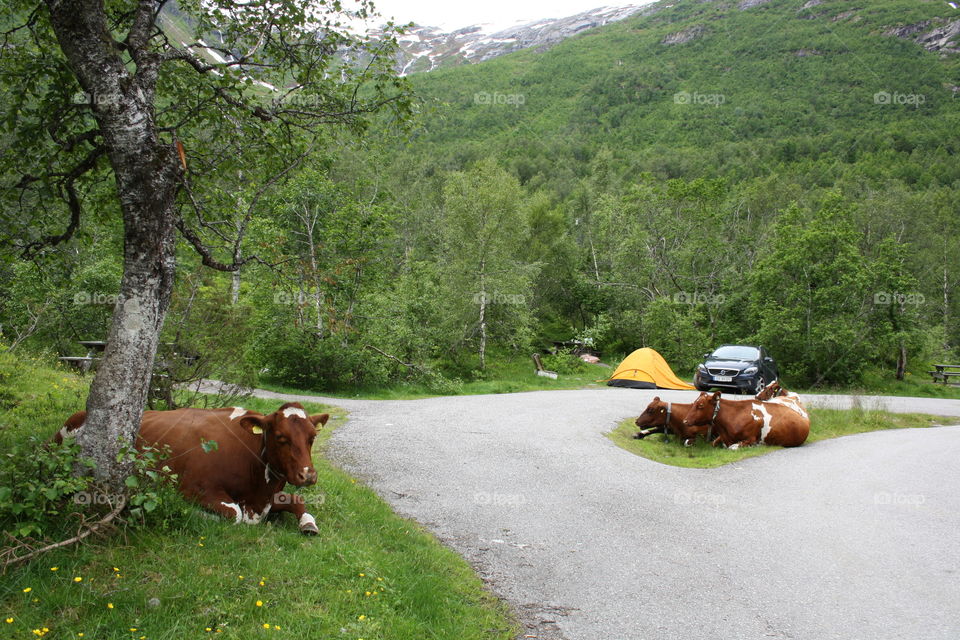 Summer vacation in lovely Norway. Norway is a mixture of all different kind of landscape all  at once.