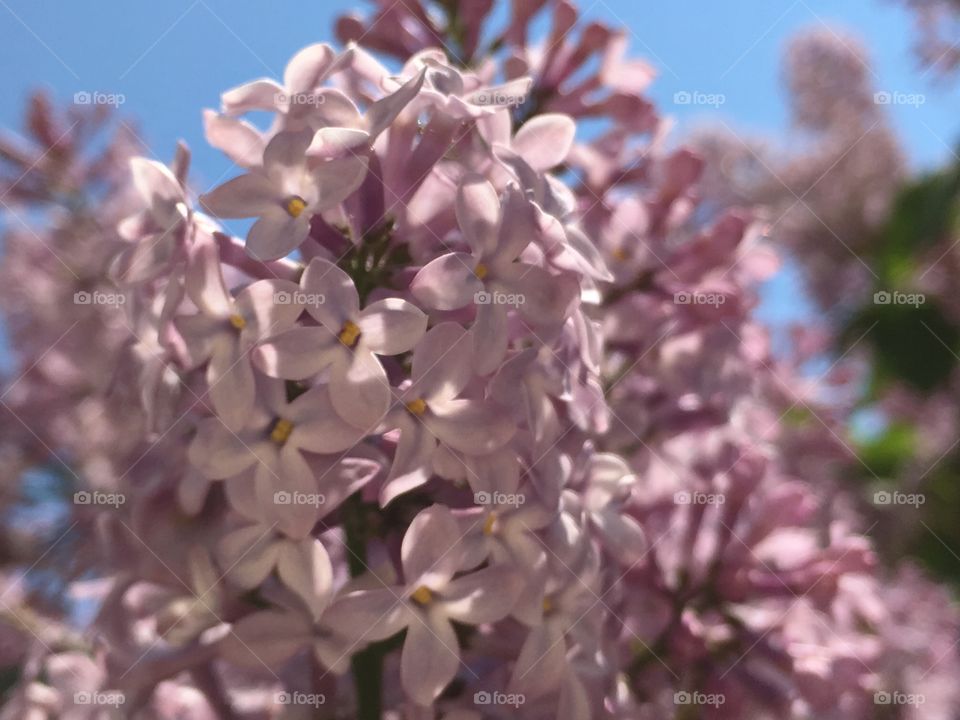 Tree blooming lilacs 