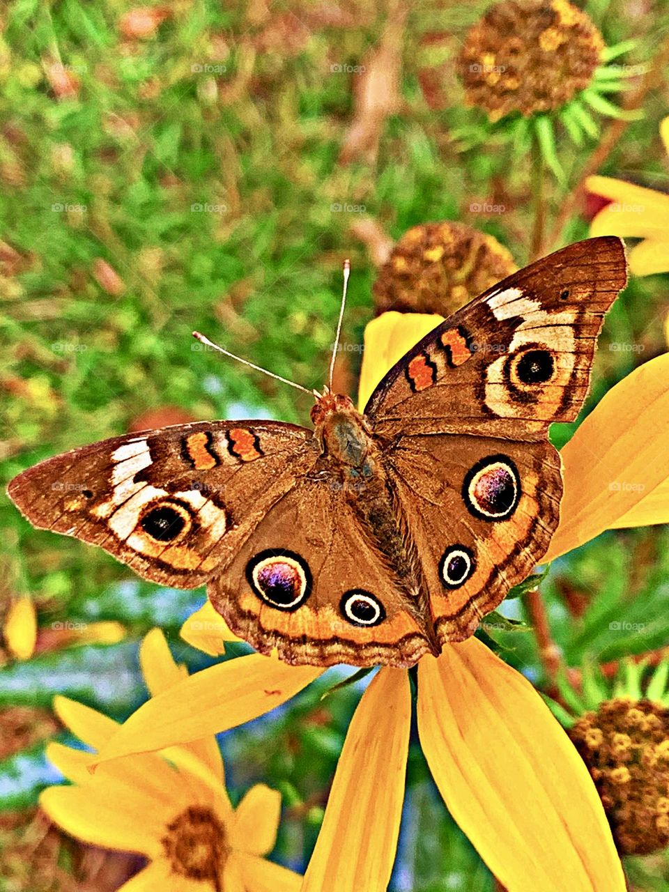 Color of Spring - A beautiful buckeye butterfly draws nectar from a swamp daisy flower