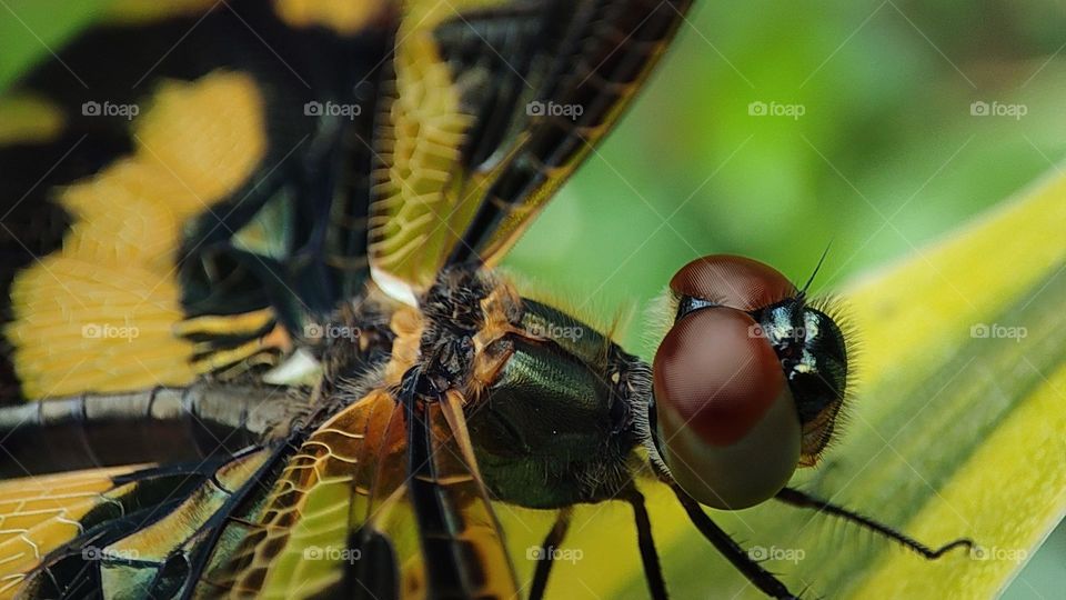 Yellow Dragonfly signifying the summer, mostly appear during summer