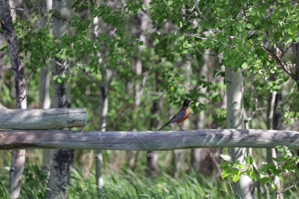 Robin bird sitting on a rail fence 