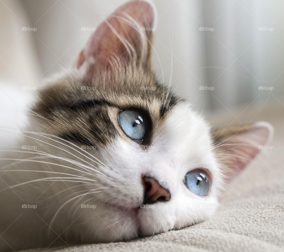 A blue eyes cat