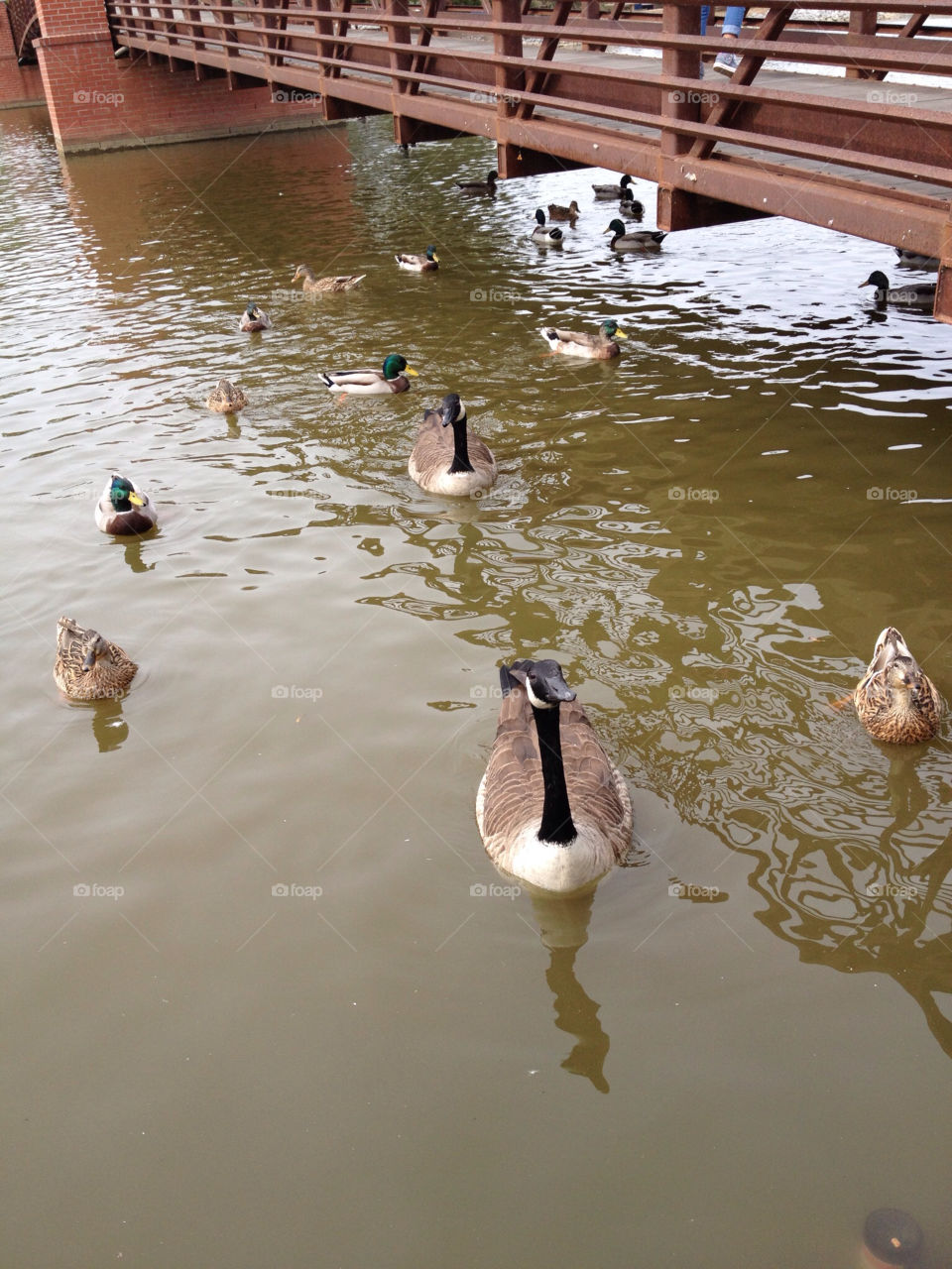 the of lake ducks by hooksy7