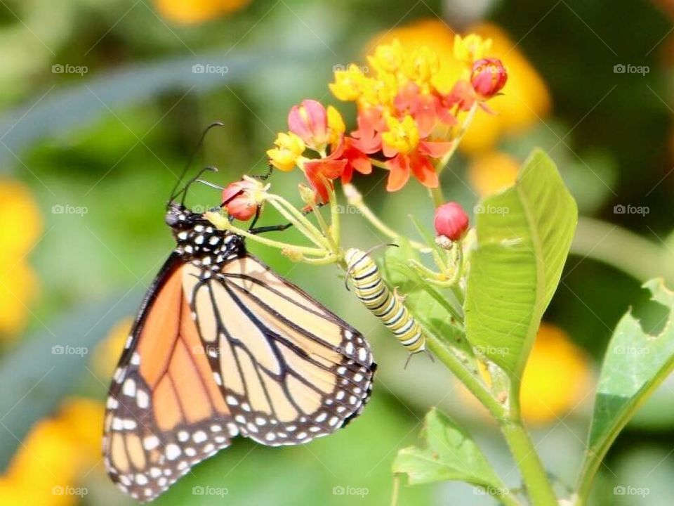 Monarch and caterpillar 