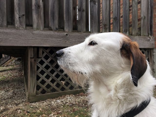 Good dog