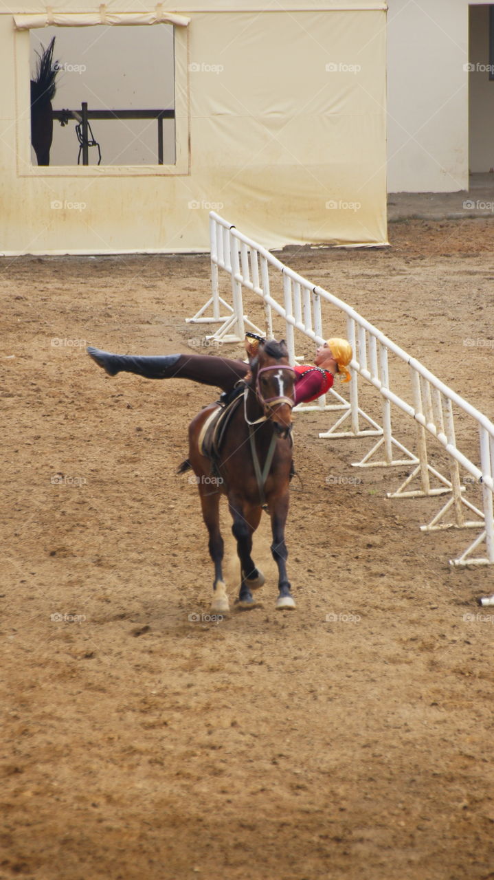 Equestrian performances 馬術表演