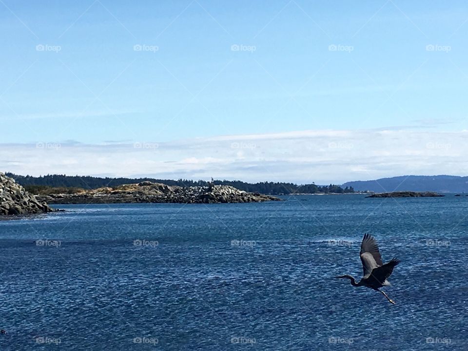 Heron flying