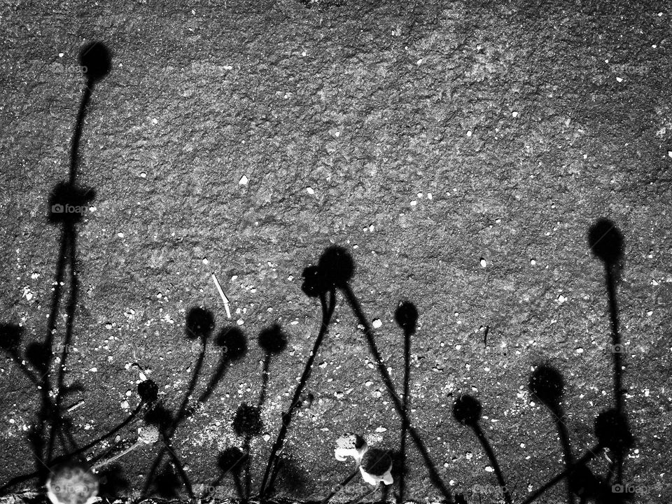 Dead Daisies Shadows