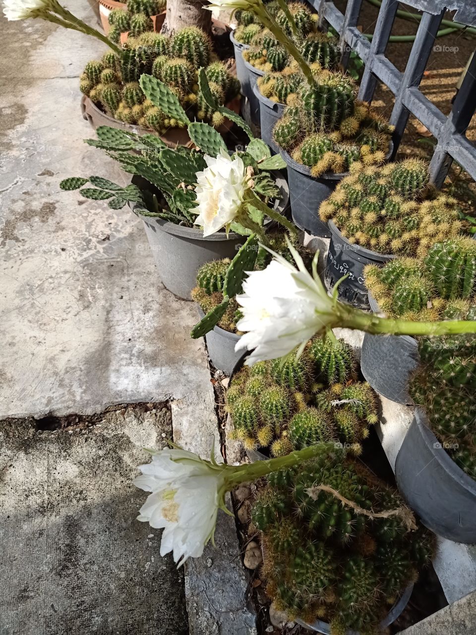 Beautiful Cactus Flower