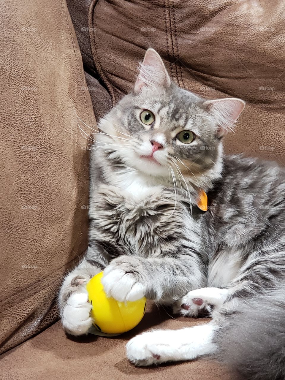 Resting cat with ball
