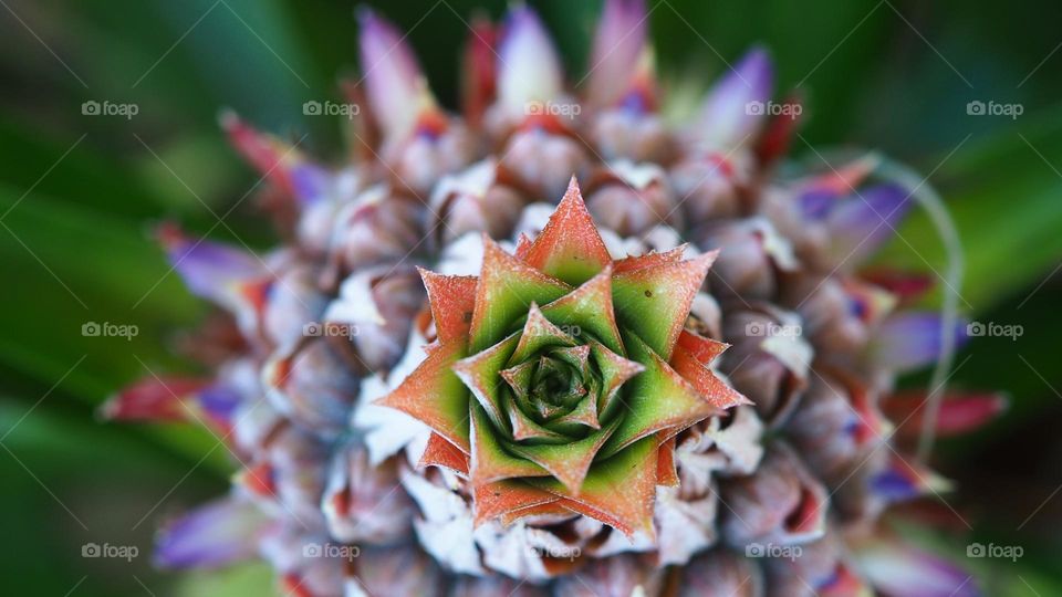 Nature’s contrast in the wild top down view of pineapple fruit in plant