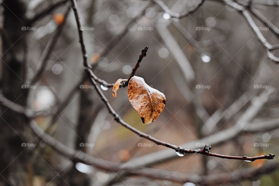 Wet leaf