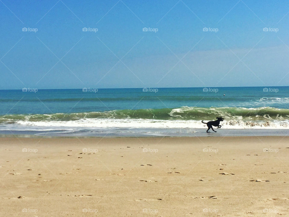 Dog in distant walking on beach