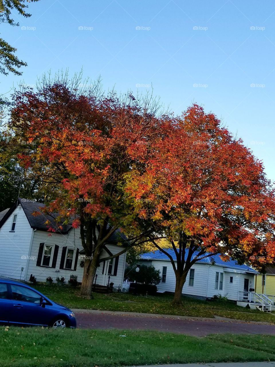 fall trees