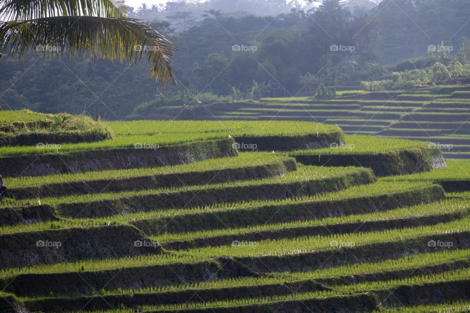 Terraced rice fields in Central Java, Indonesia