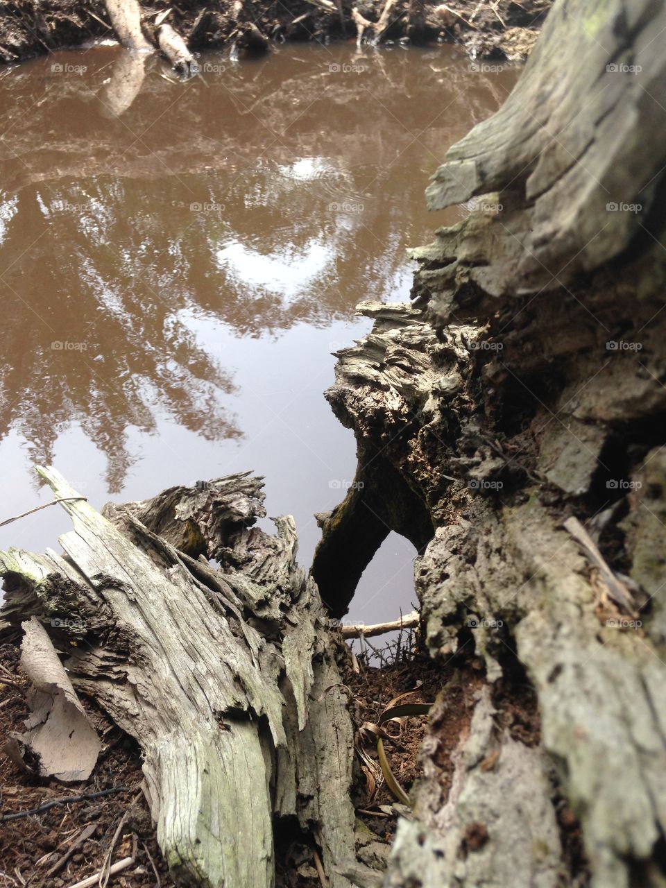 the art of tree line and shadow in the water