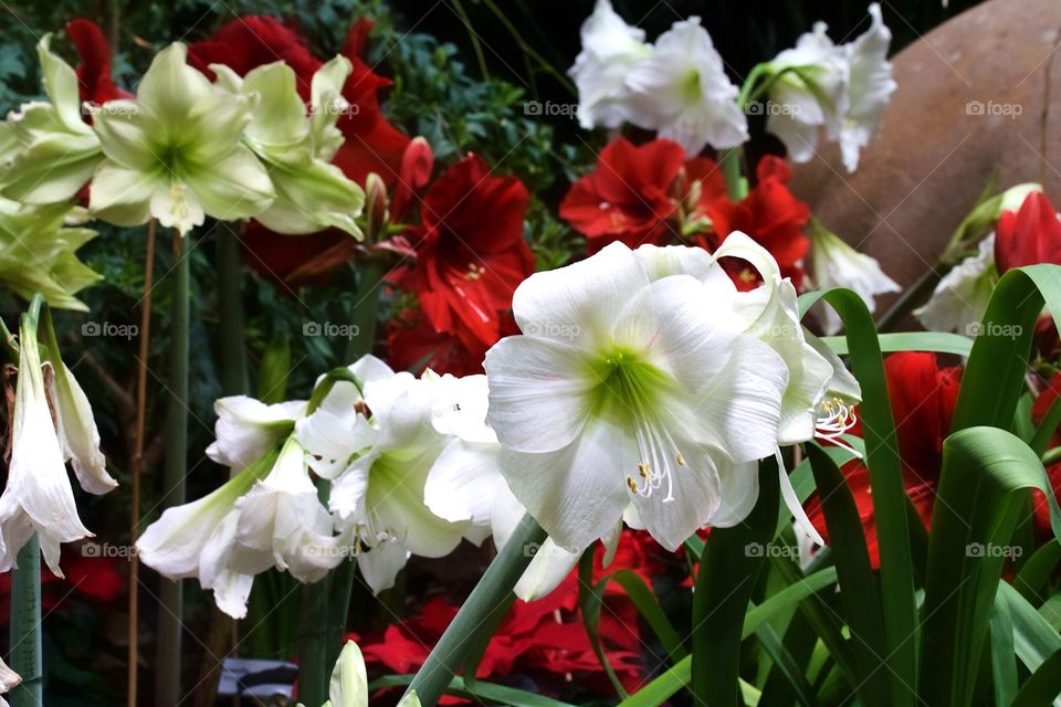 Amaryllis flowers