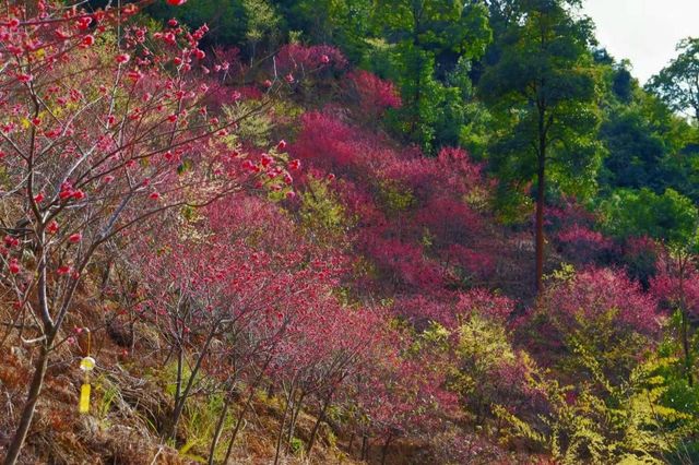 Spring Beginning