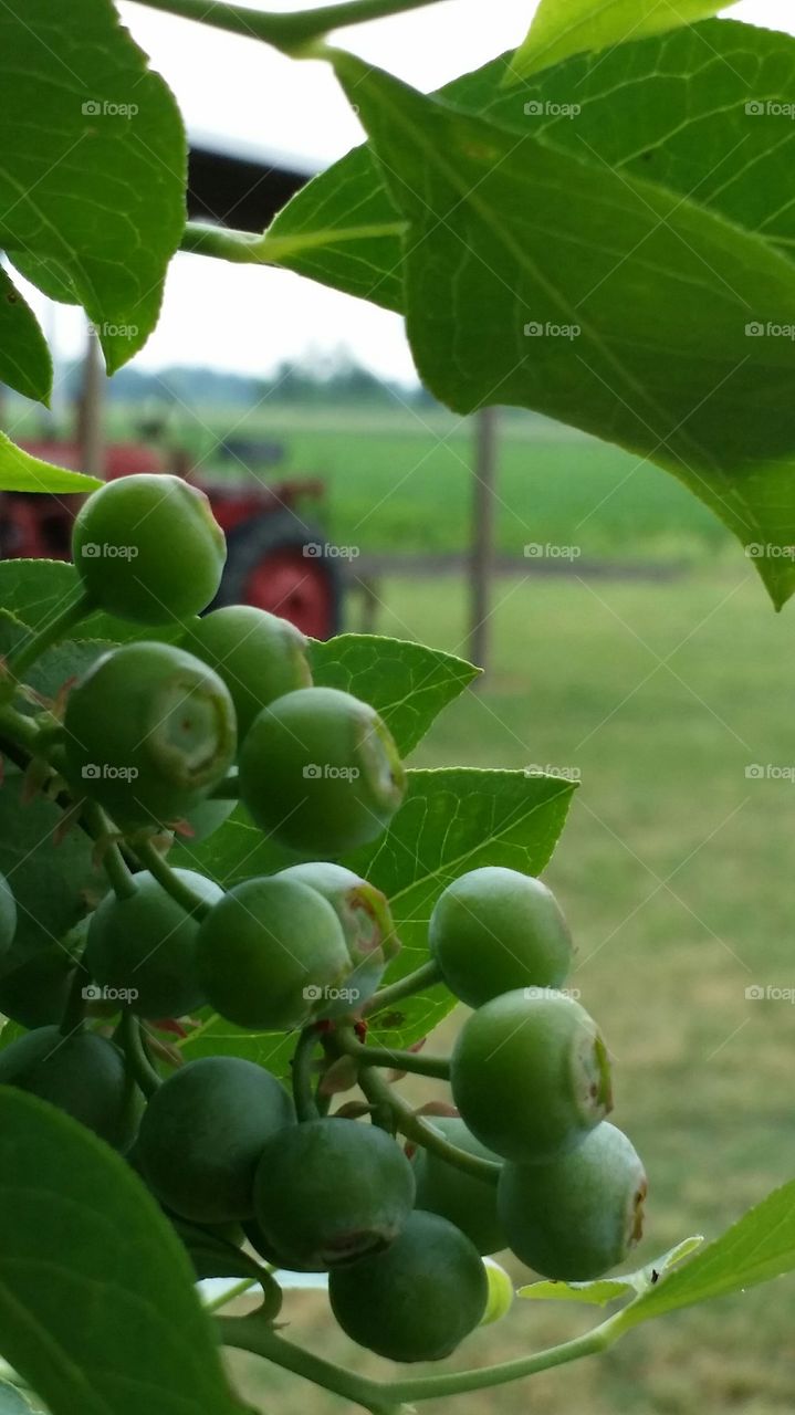 NC blueberries 