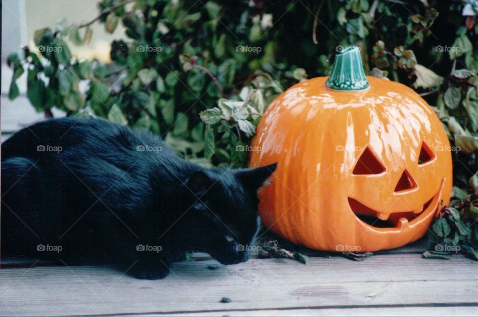 Black cat jack o lantern