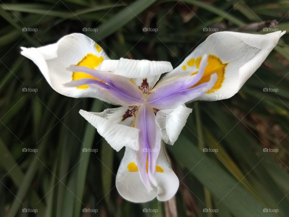 white, Orange and violet Flower