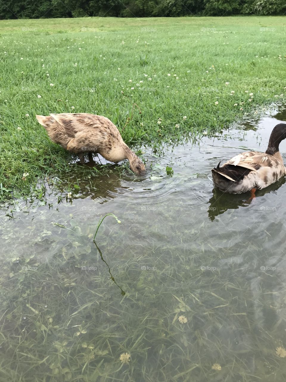 Ducks 