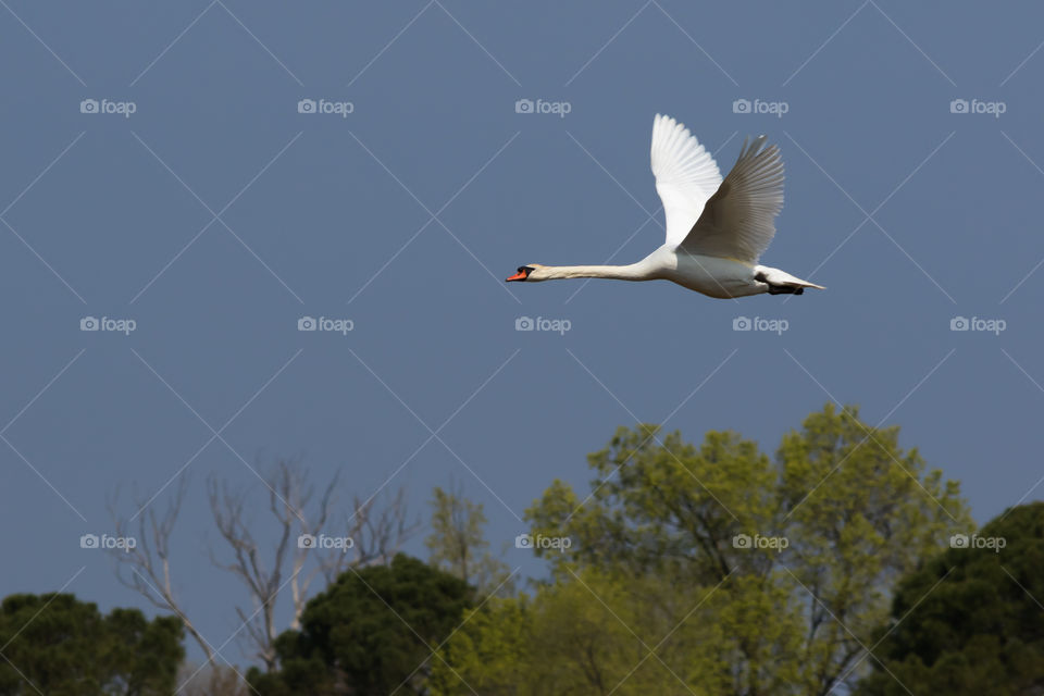 Swan in flight