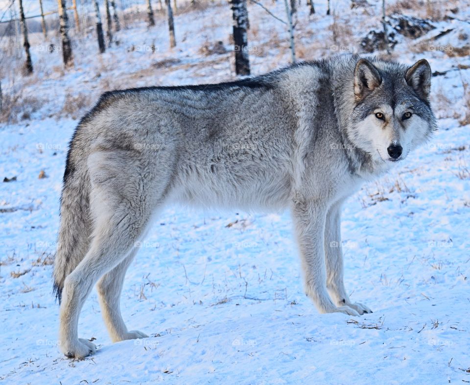 Wolf standing on snowy land