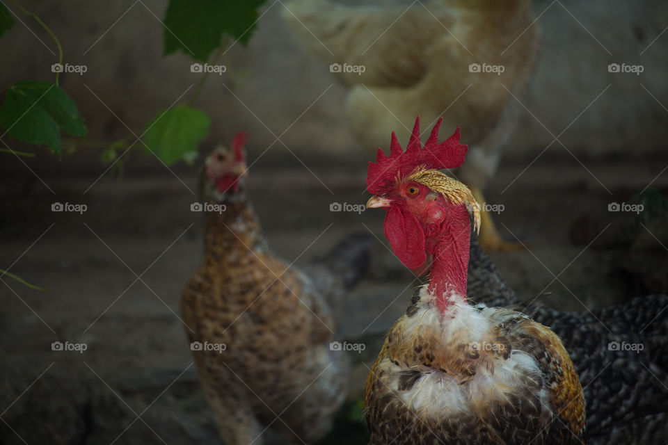 red crest rooster