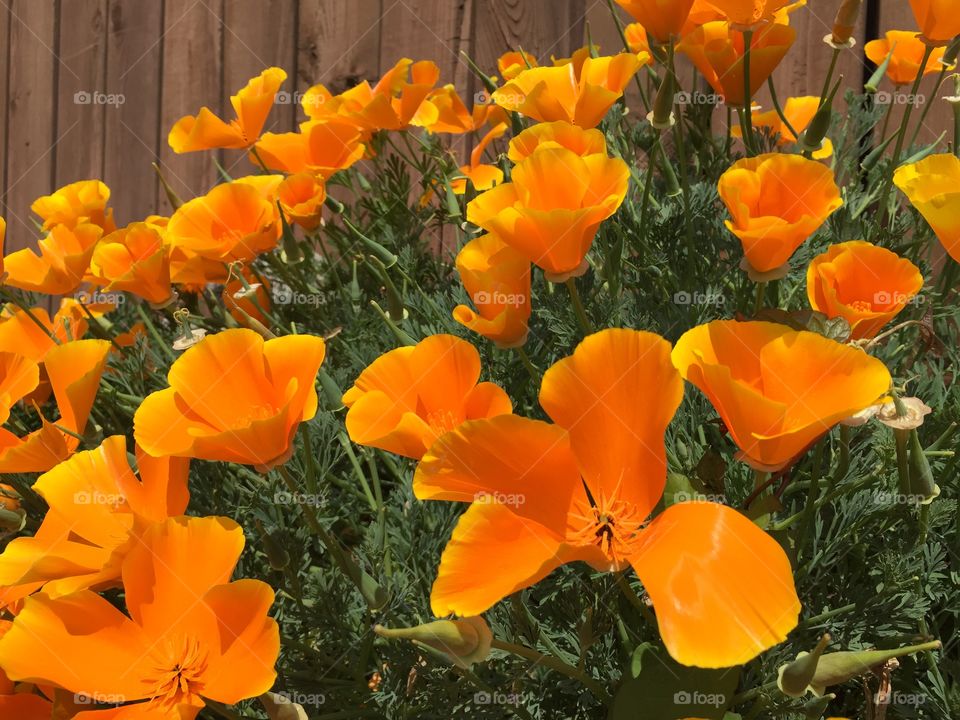 Spring Poppies. Orange poppies in full glory in the garden