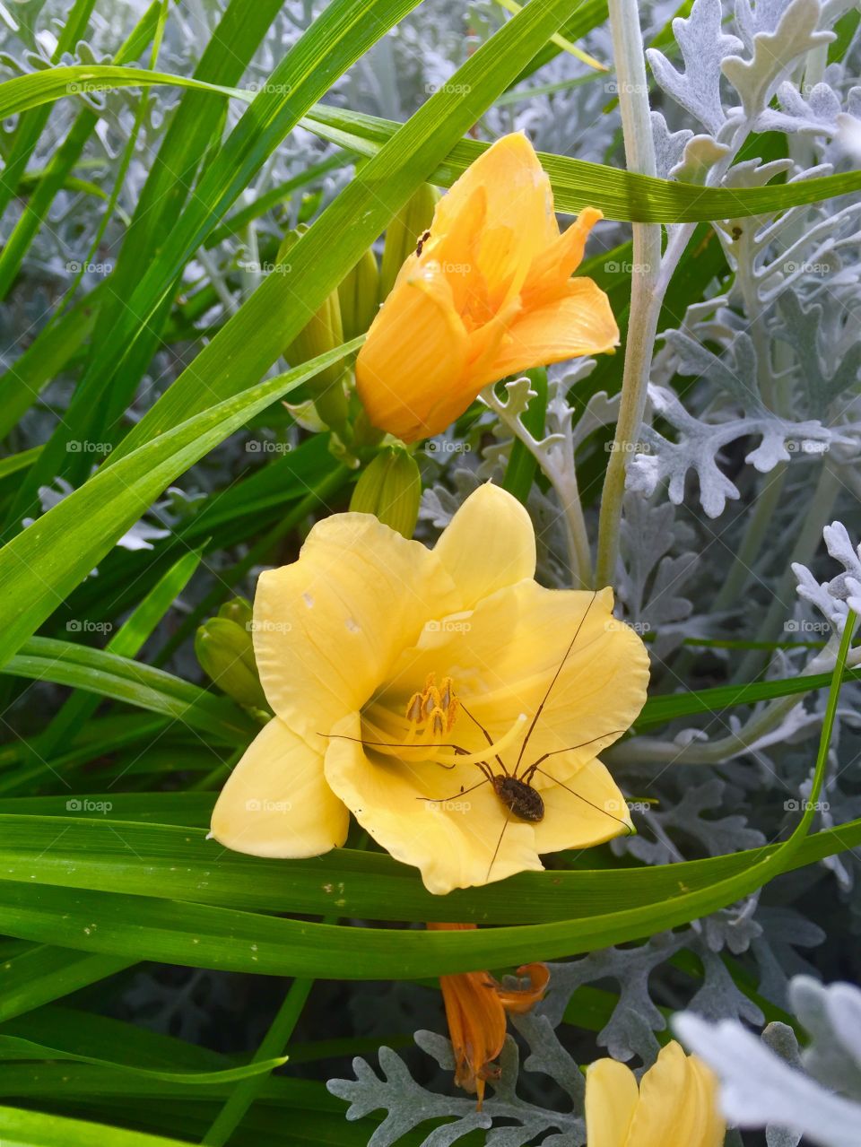 Close-up of flower with dead spider