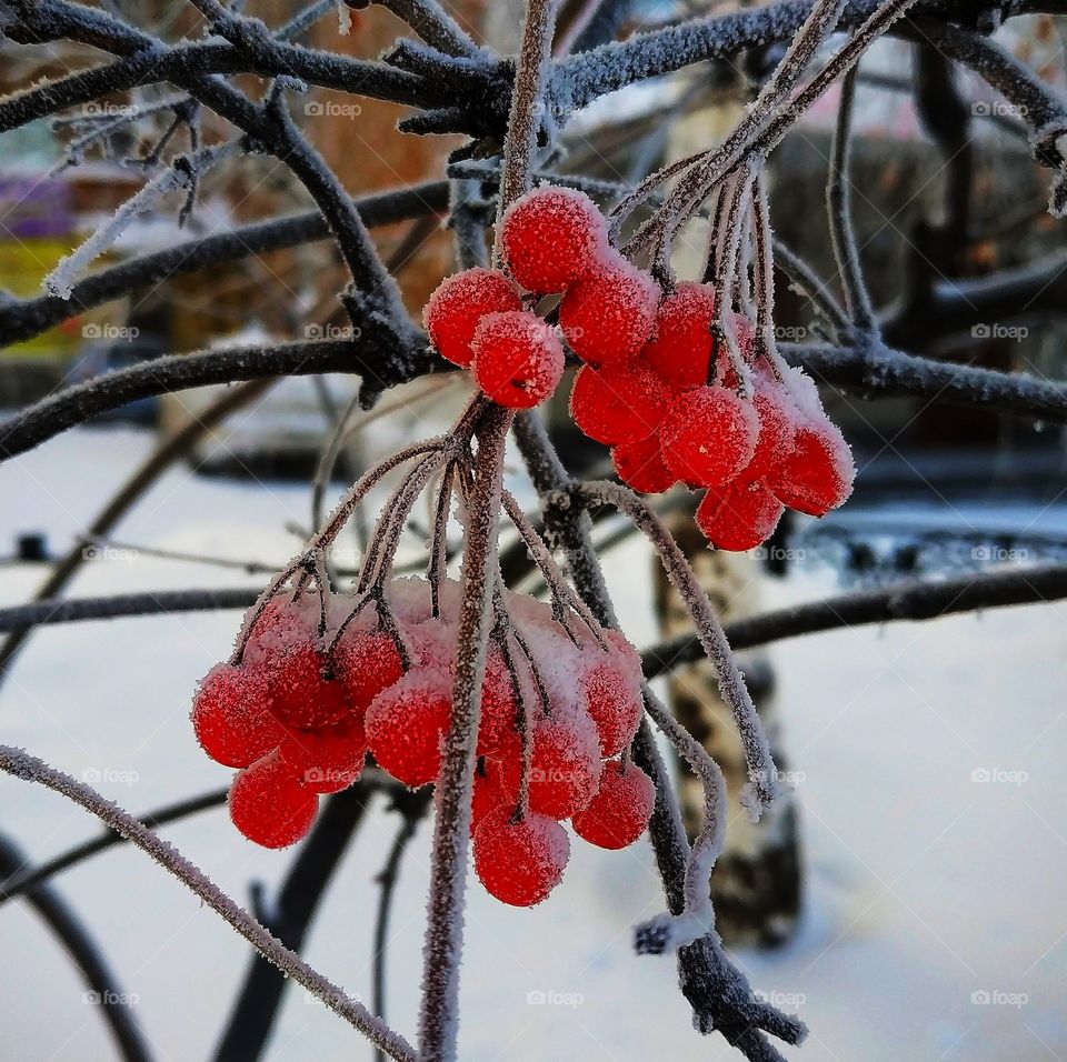 bunches of red mountain ash covered with hoarfrost