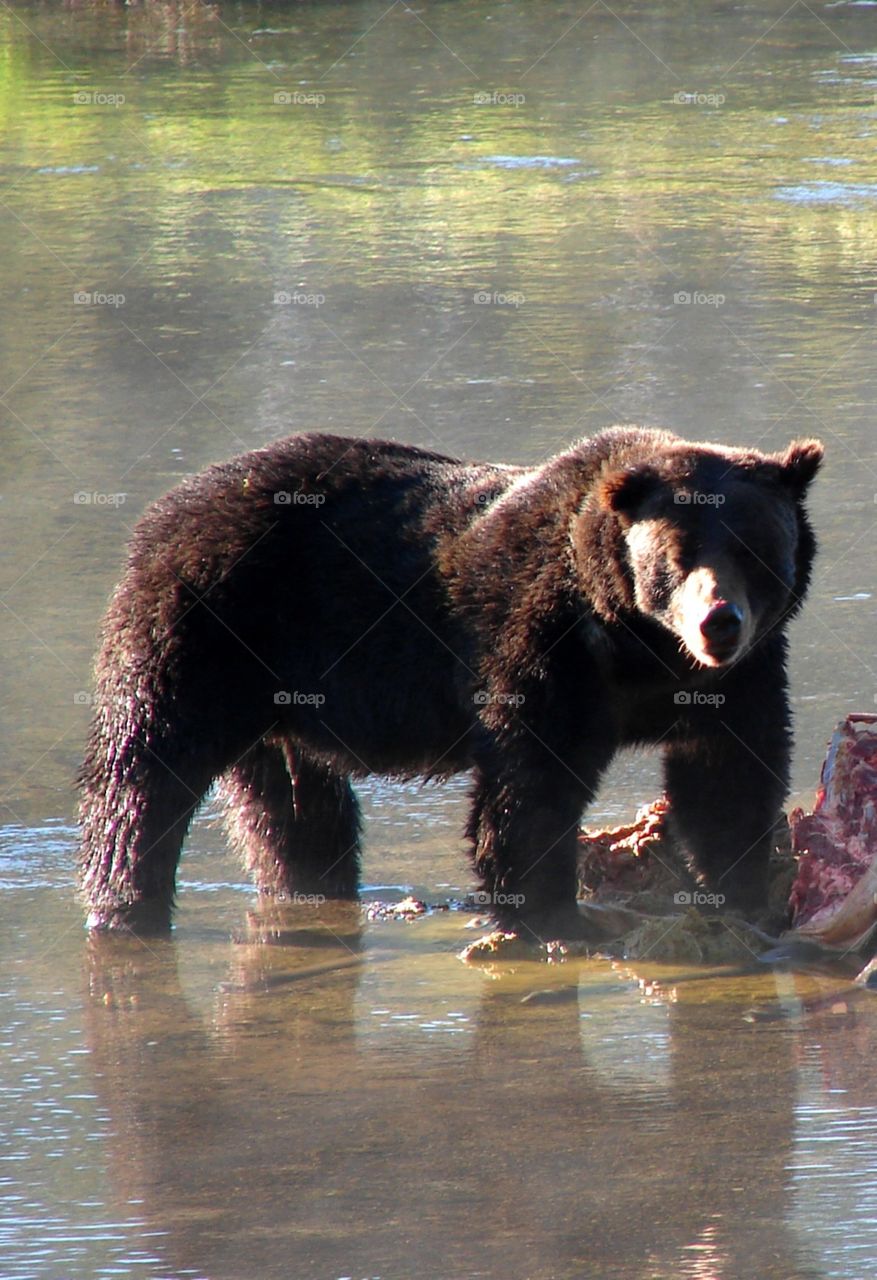 Active Bear at Yellowstone