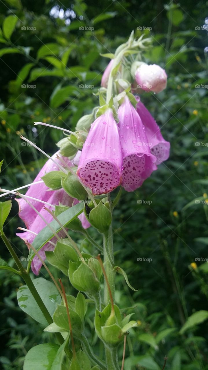 Pink flower