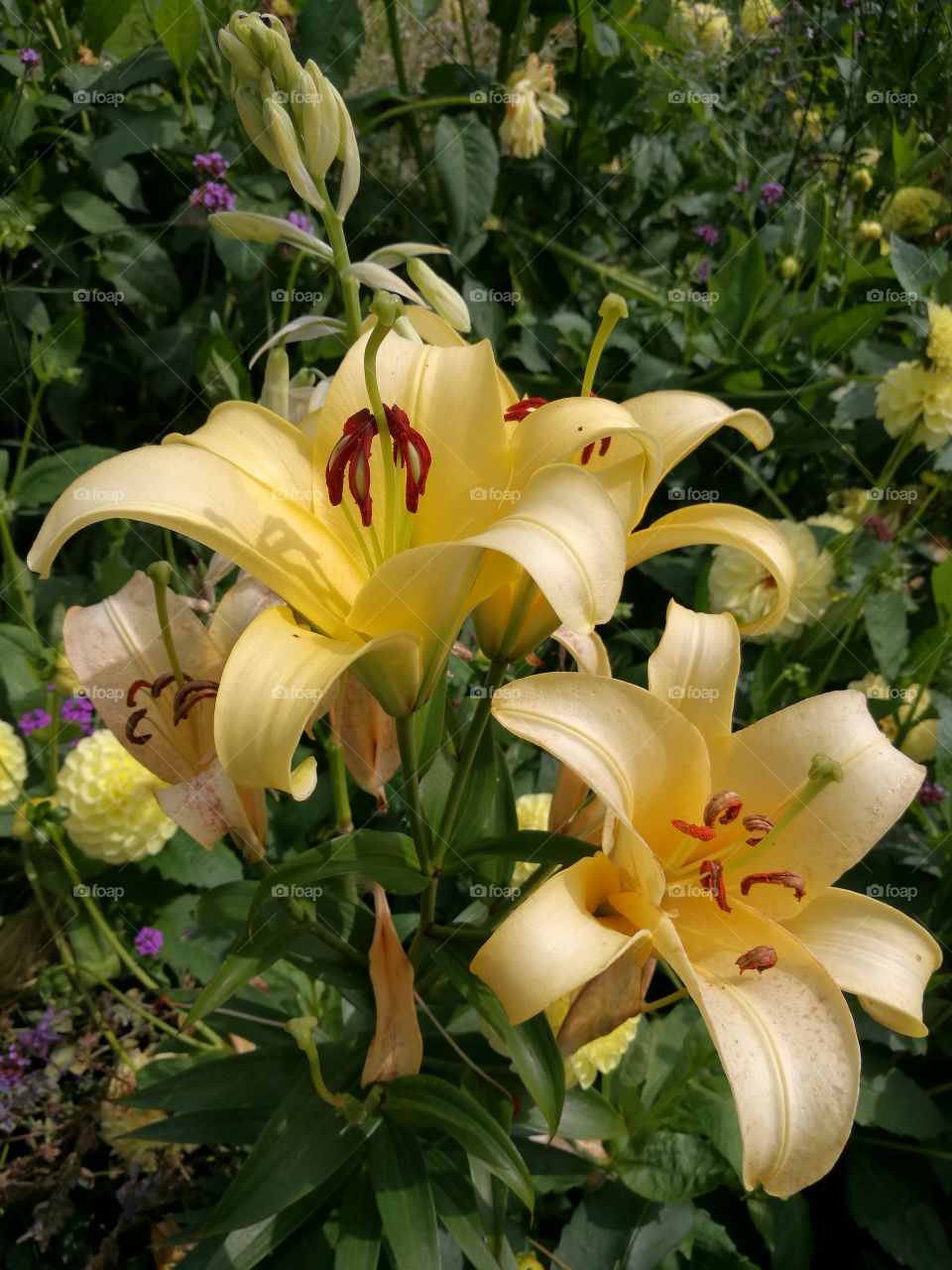 Yellow Lilys in the park