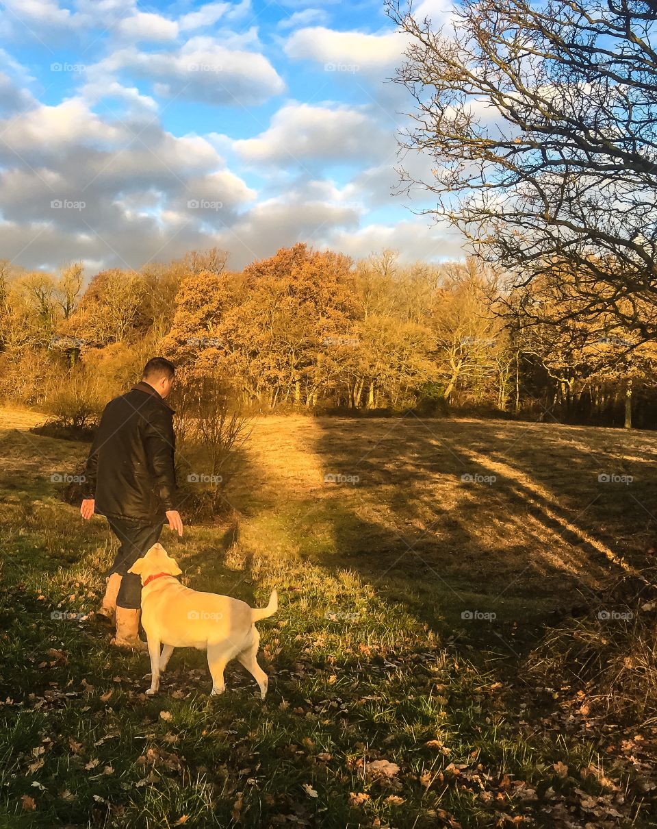 Dog, Fall, Tree, Landscape, Outdoors