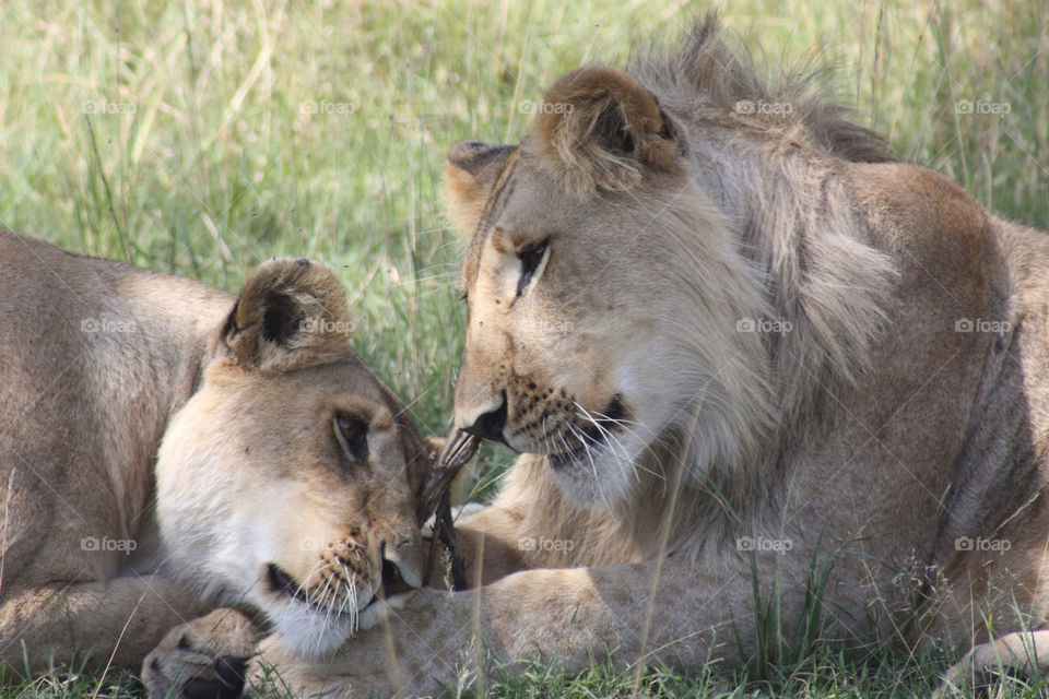 masai mara. kenya. africa love mother lion by twickers