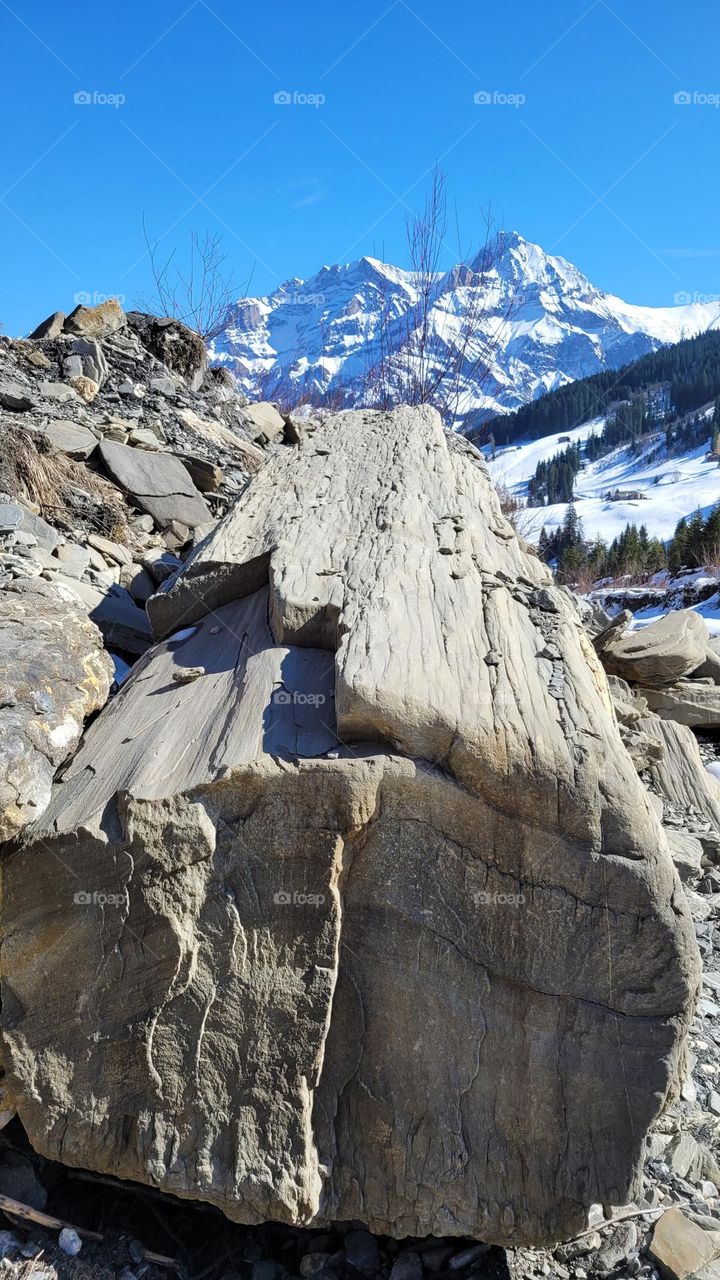 steinbaum berner oberland • stone-tree bernise oberland