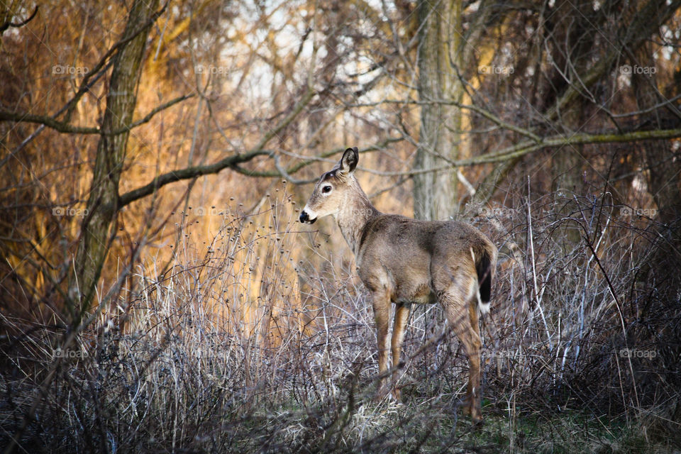 Deer in a sunset light