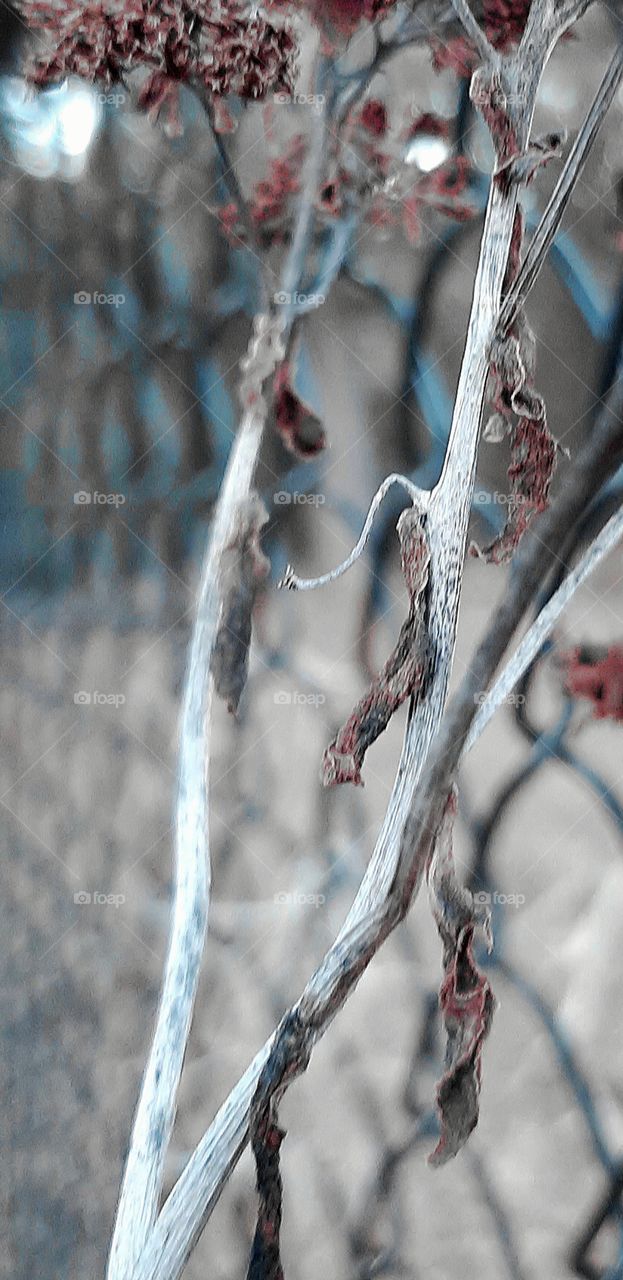 winter in the garden