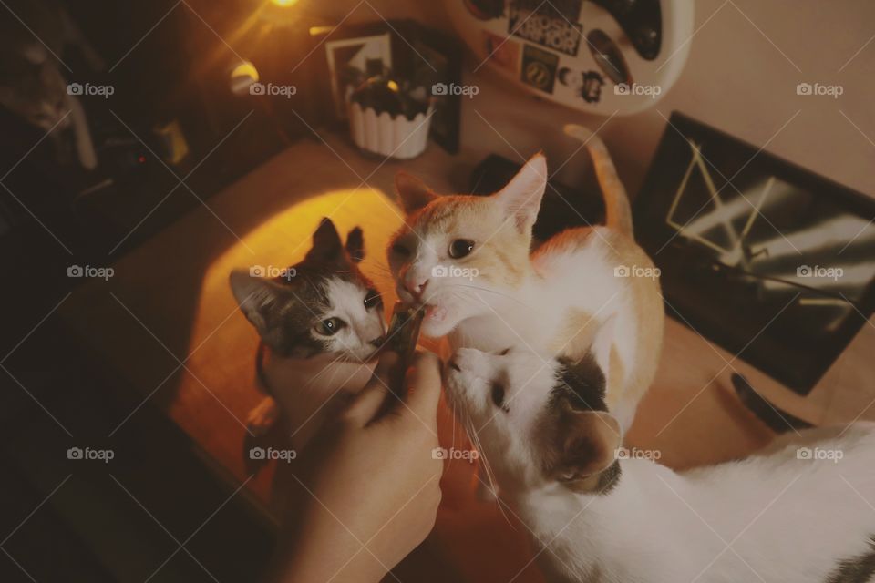 Our rescue kittens enjoying their favorite treat. 