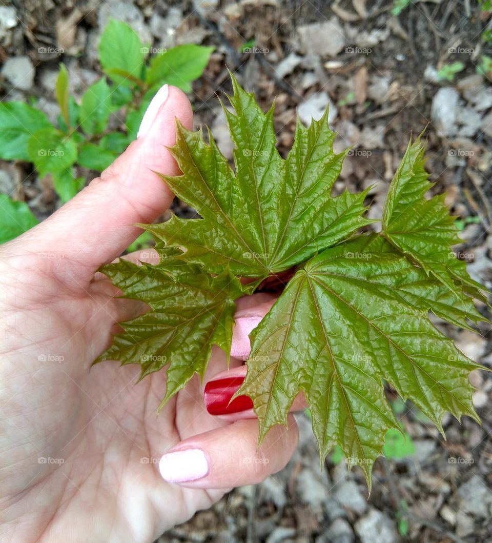 green young leaves and female hand spring nature lover 💗